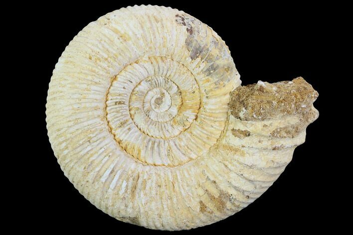 Perisphinctes Ammonite - Jurassic #100288